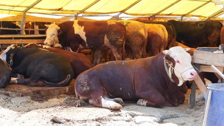 Kurban Bayramına 2 gün kala hayvan pazarlarında hareketlilik devam ediyor
