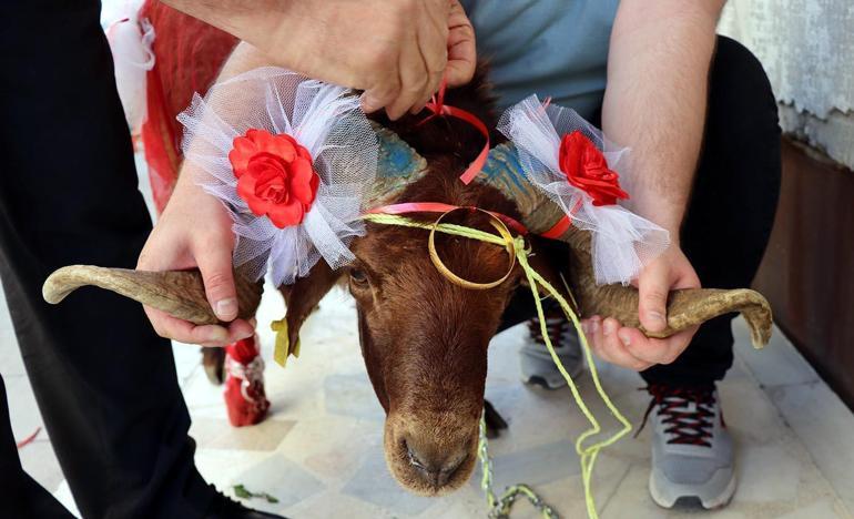 Erzurumlu damattan nişanlısına kurbanlık koç hediyesi