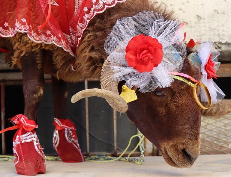 Erzurumlu damattan nişanlısına kurbanlık koç hediyesi
