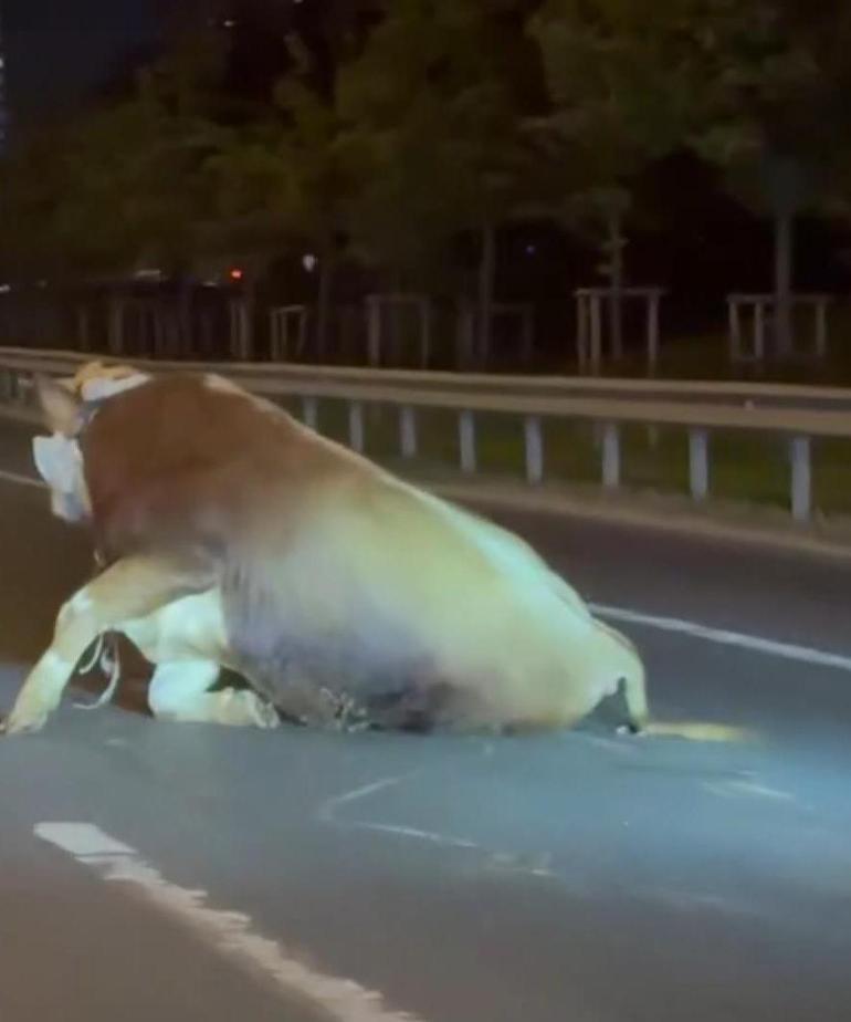 Ümraniyede kurbanlık boğa pazardan kaçtı; bir başka boğa ise otoyolda kamyonetten düştü