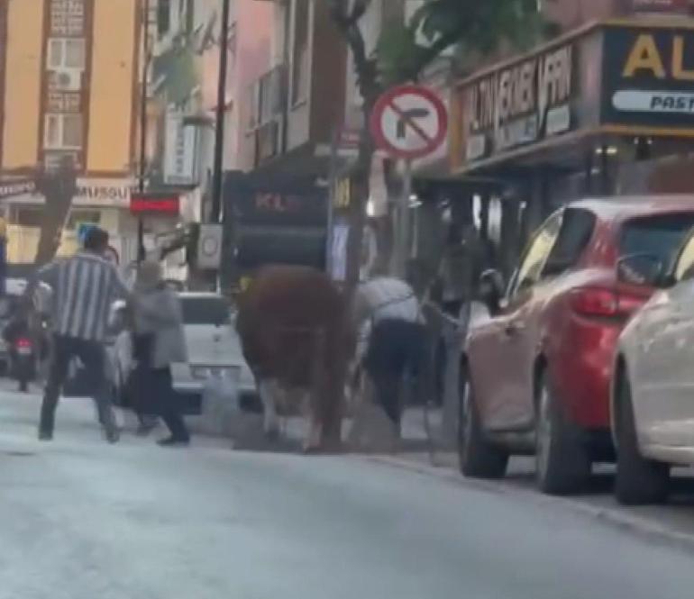 Ümraniyede kurbanlık boğa pazardan kaçtı; bir başka boğa ise otoyolda kamyonetten düştü