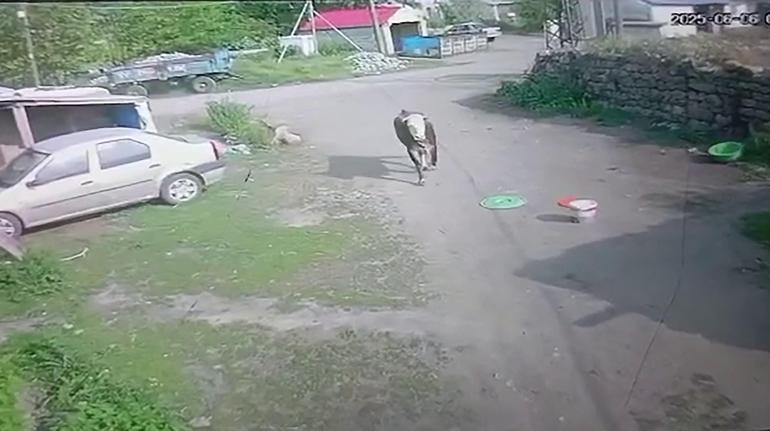 Kaçan kurbanlık boğa çocukları kovaladı