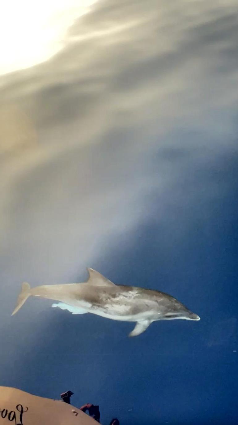 Alanyada yunuslar tekneye eşlik etti, turistler izledi