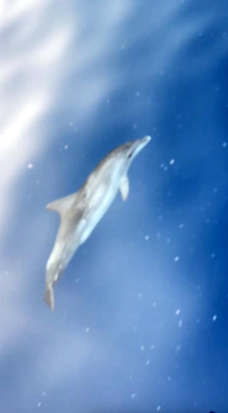 Alanyada yunuslar tekneye eşlik etti, turistler izledi