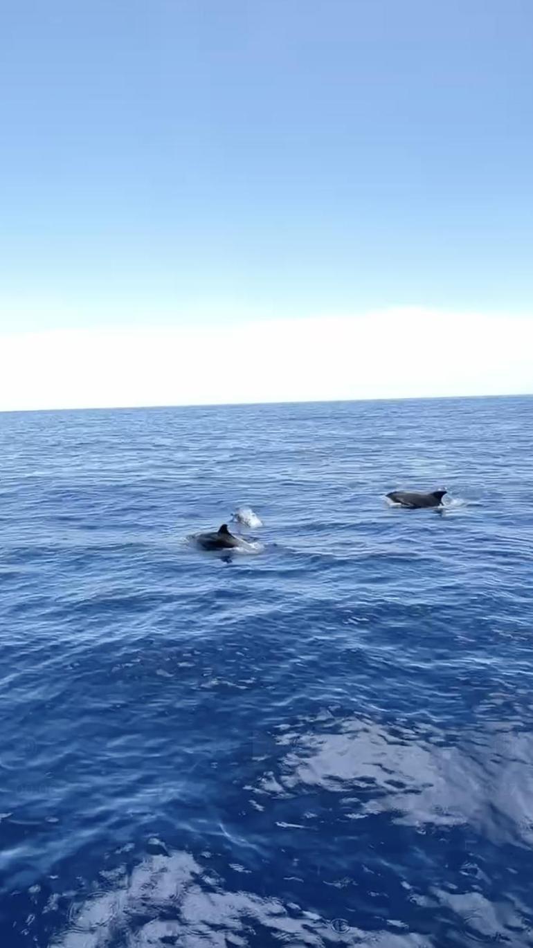 Alanyada yunuslar tekneye eşlik etti, turistler izledi