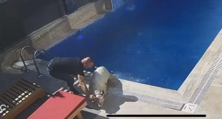 Sahibinden kaçan koçun, bir villanın bahçesindeki havuza girdiği anlar kamerada