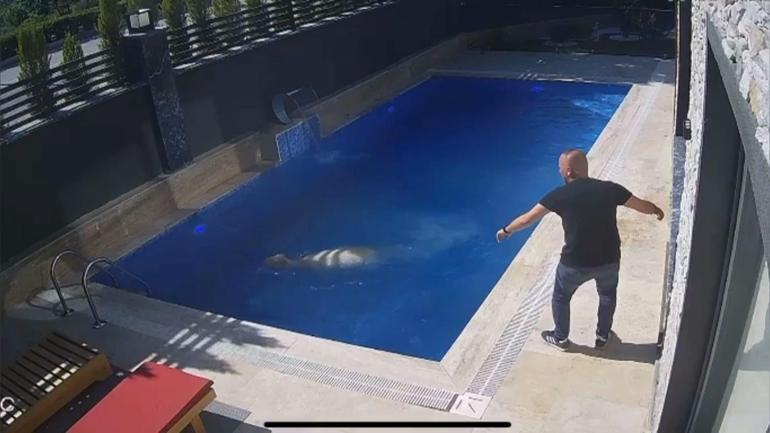 Sahibinden kaçan koçun, bir villanın bahçesindeki havuza girdiği anlar kamerada