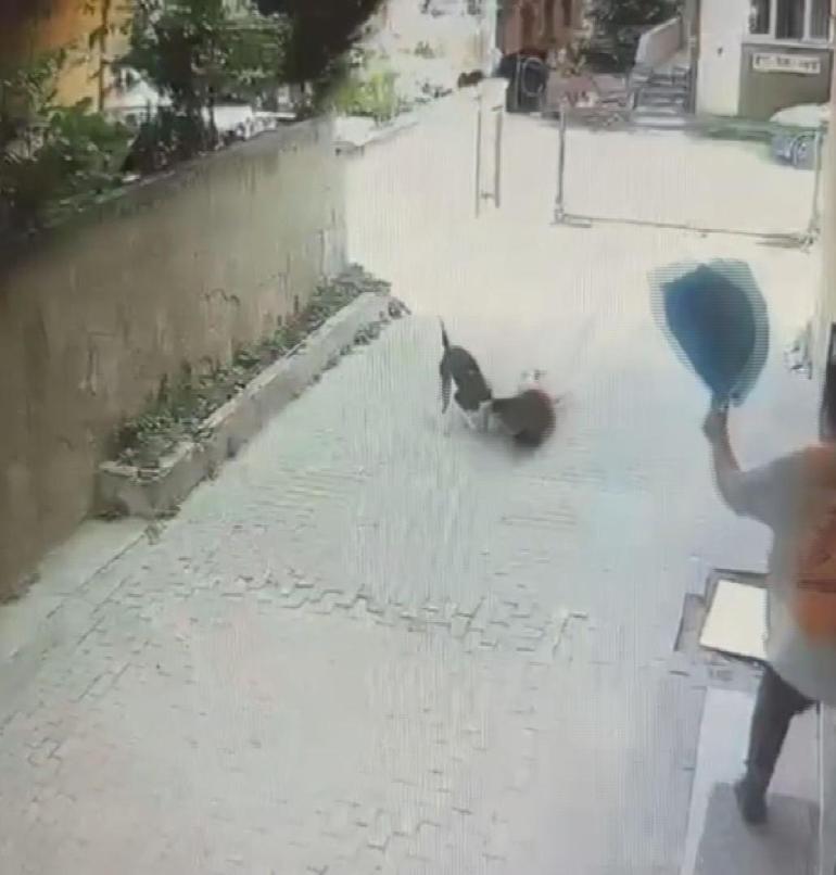 Ataşehir’de Pitbullun 7 yaşındaki çocuğa saldırdığı anlar kamerada: 2 şüpheli serbest bırakıldı