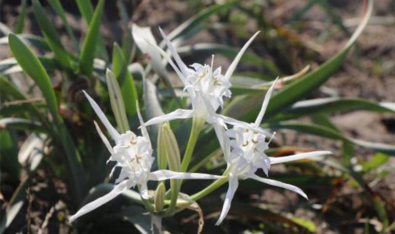Nesli tükenme tehlikesindeki kum zambağı Samsunda çoğaldı