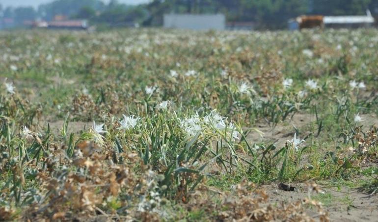 Nesli tükenme tehlikesindeki kum zambağı Samsunda çoğaldı