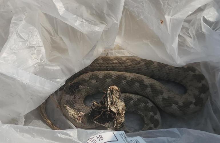 Ailesiyle pikniğe gitti, ayağını yılan ısırdı