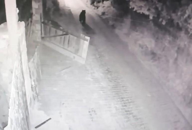 Köye inip bahçe kapısını açan boz ayı kamerada