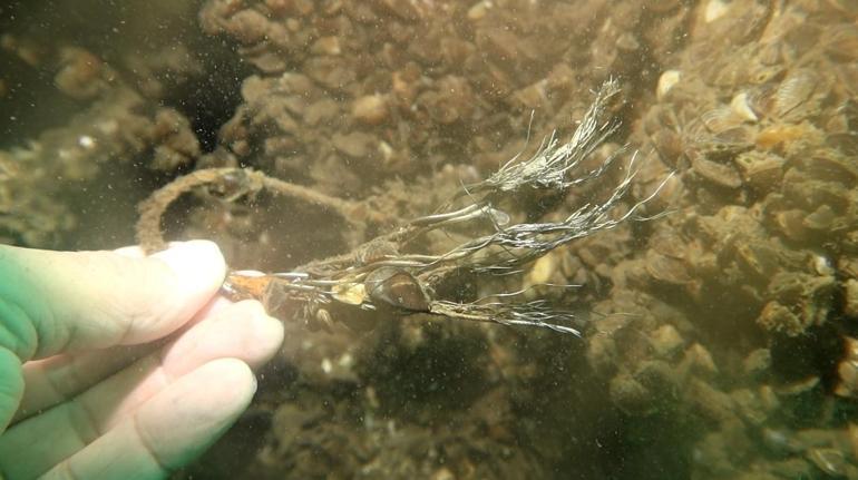 Sapanca Gölüne düşen uçağın enkazı 53 yıl sonra yeniden görüntülendi
