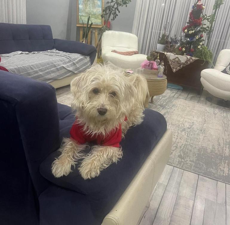 Köpek otelinden kaçan Tarçın, çevre yolunda ölü bulundu