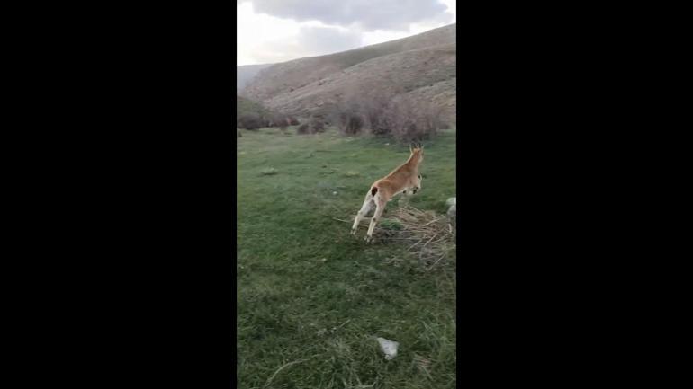 Yaban keçisi, kalp masajıyla hayata döndürüldü