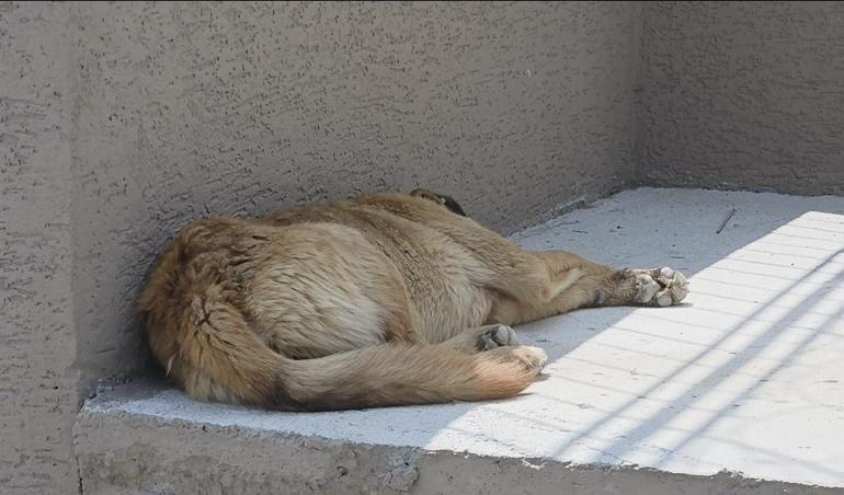 Büyükçekmecede otomobilin köpeğe çarptığı anlar kamerada