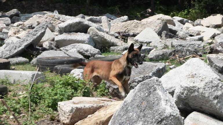 9 ülkeden 27 arama kurtarma köpeği İstanbuldaki şampiyonada