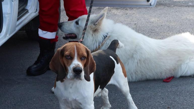 9 ülkeden 27 arama kurtarma köpeği İstanbuldaki şampiyonada