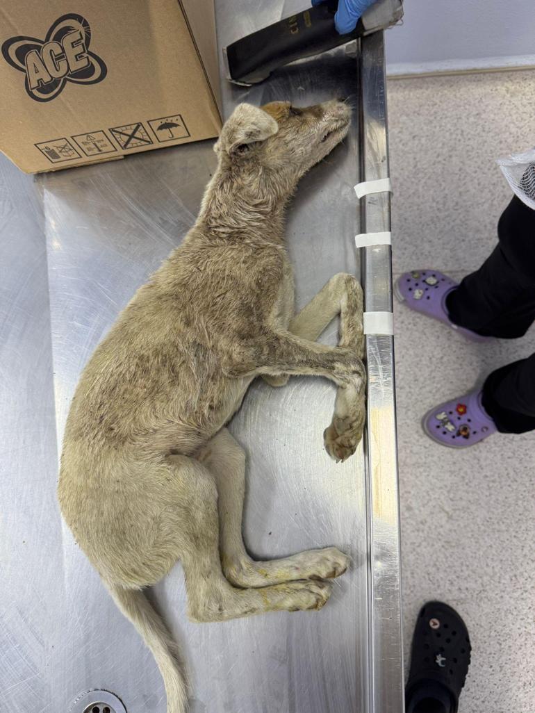 Klinik önüne koli içerisinde bırakılan köpek öldü