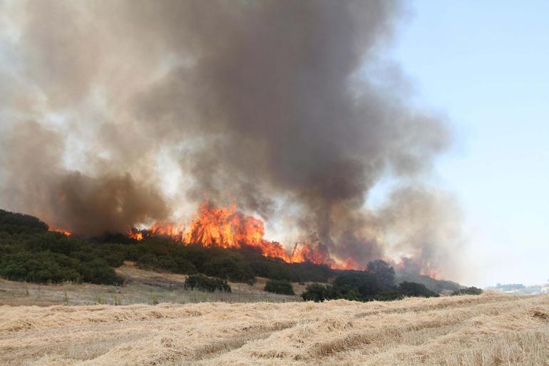 Manisada makilik yangını 3 saatte kontrol altında