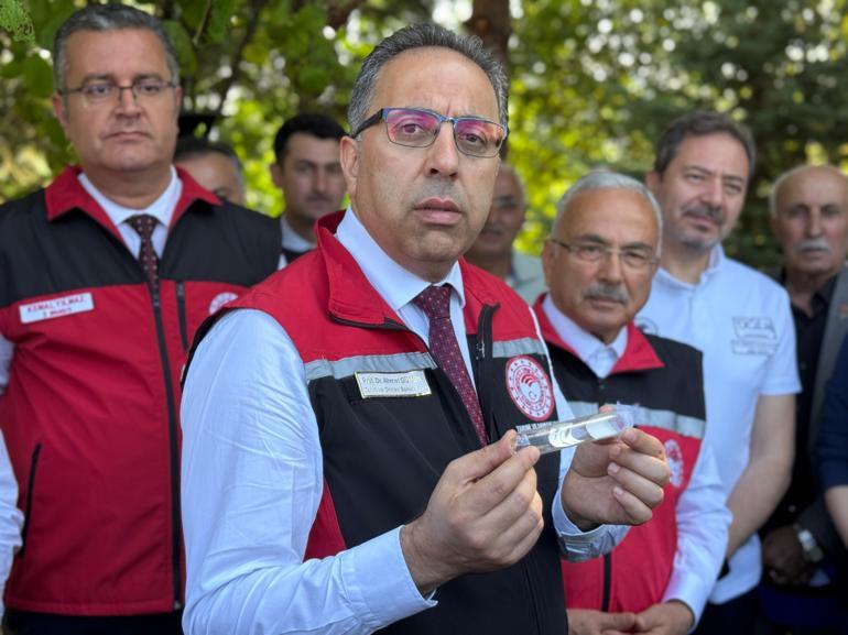 Orduda kahverengi kokarca ile mücadele kapsamında doğaya 245 bin samuray arısı salınacak