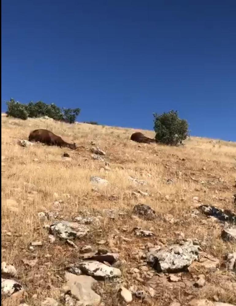 Batmanda silahla vurulmuş halde 7 yılkı atı bulundu