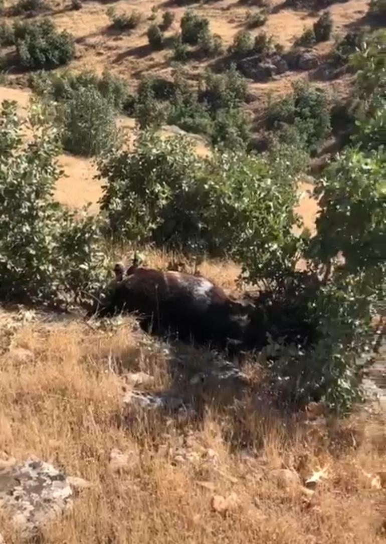 Batmanda silahla vurulmuş halde 7 yılkı atı bulundu