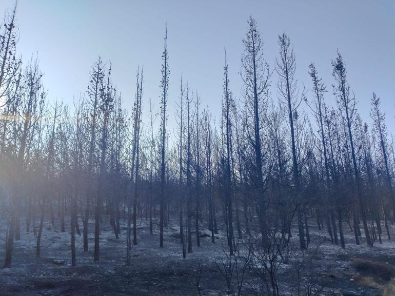 İzmirdeki orman yangını 2nci günde kontrol altında