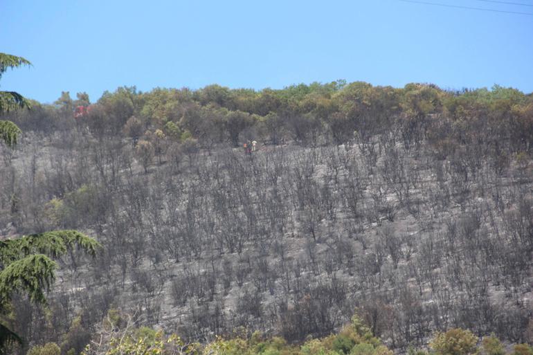 Kocaelide makilik yangını