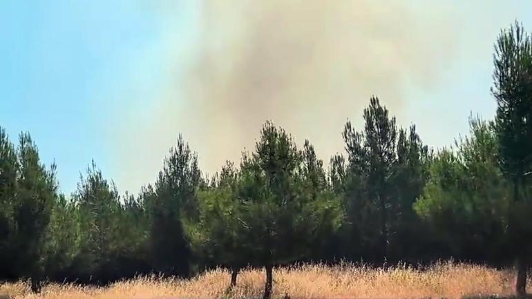 Tekirdağda orman yangını