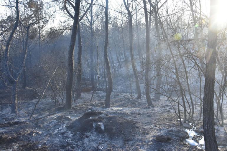 İzmir Bornovadaki orman yangını kontrol altında