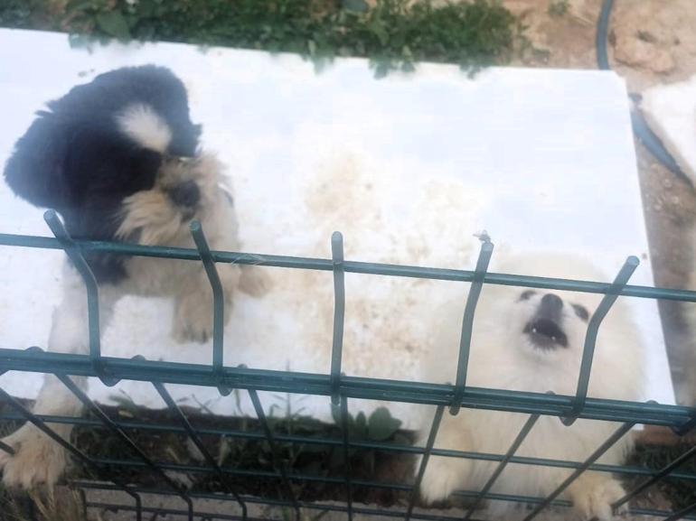 Kırklarelide kaçak cins köpek üretim yerine baskın