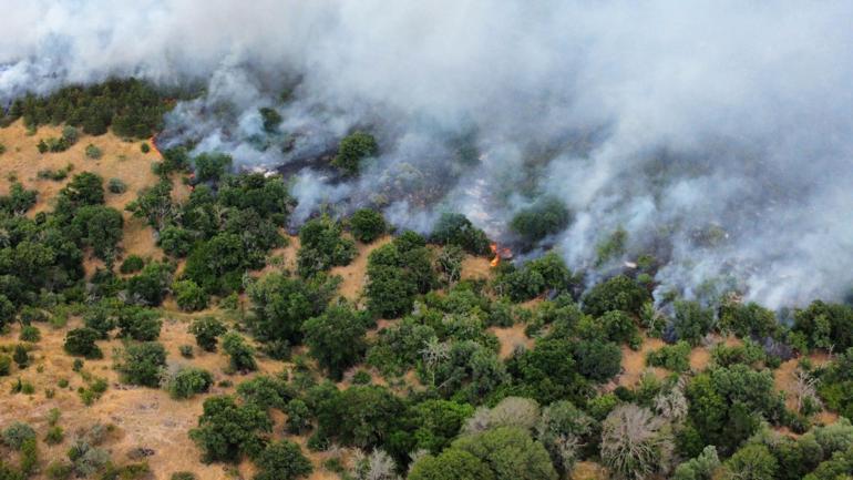 Edirnede orman yangını