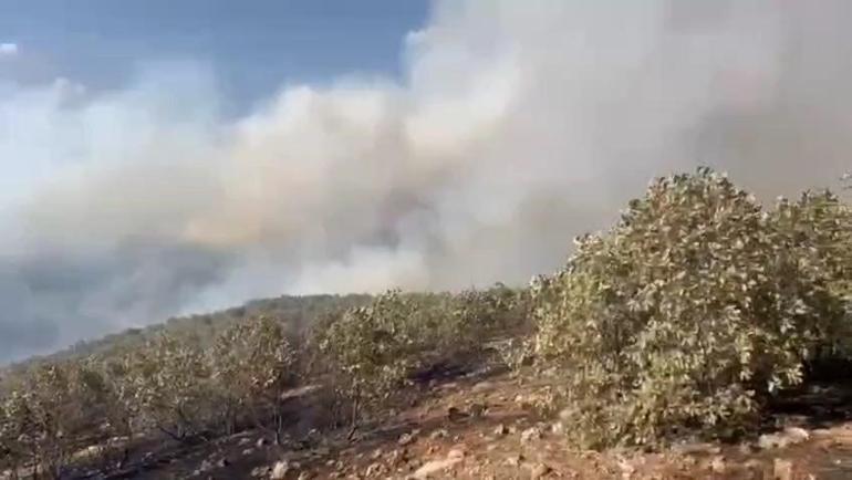 Mardin’deki örtü yangını kontrol altında