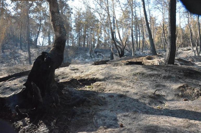 Sakaryadaki orman yangınında soğutma çalışmaları sürüyor