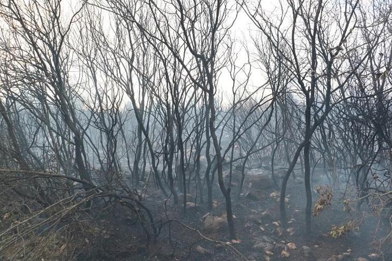 Bilecik’te çıkan orman yangını kontrol altında