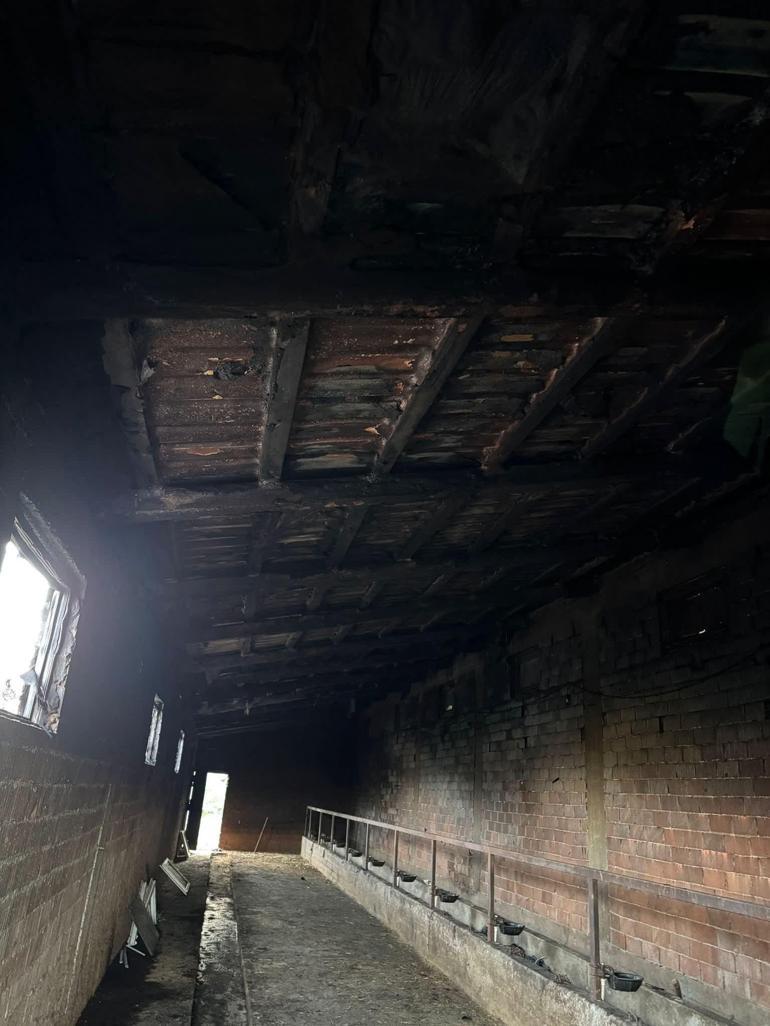 Giresun’da ahırda çıkan yangında 9 büyükbaş öldü