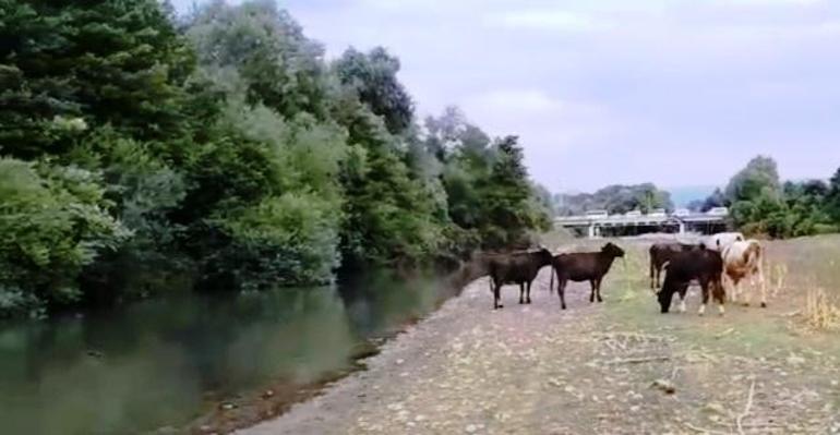 Mudurnu Çayı’nda kirlilik