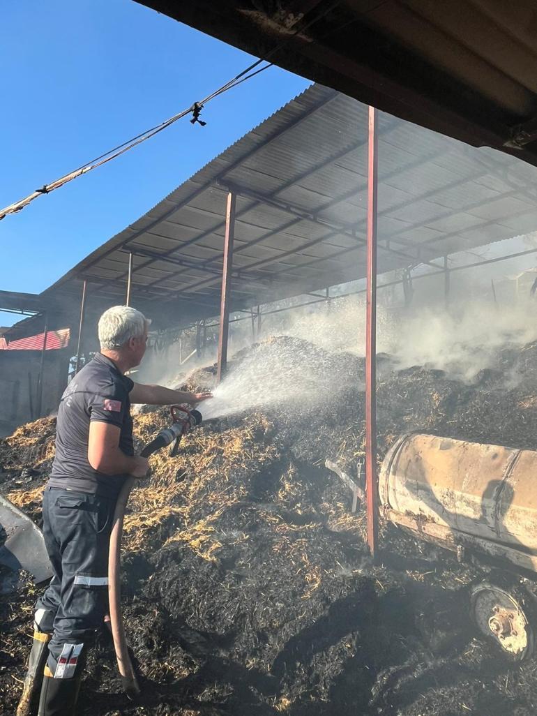 Adanada ahır yangınında 5 inek öldü