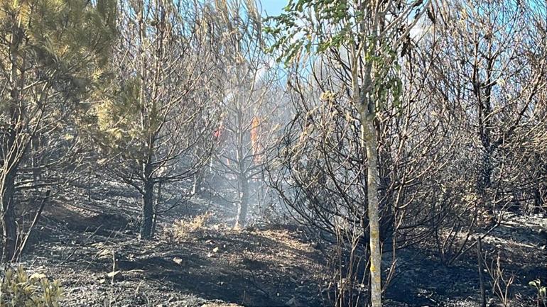 Kocaeli’de ağaçlık alanda çıkan yangın kontrol altında