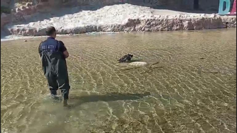 Yaralı leyleği itfaiye ekipleri kurtardı