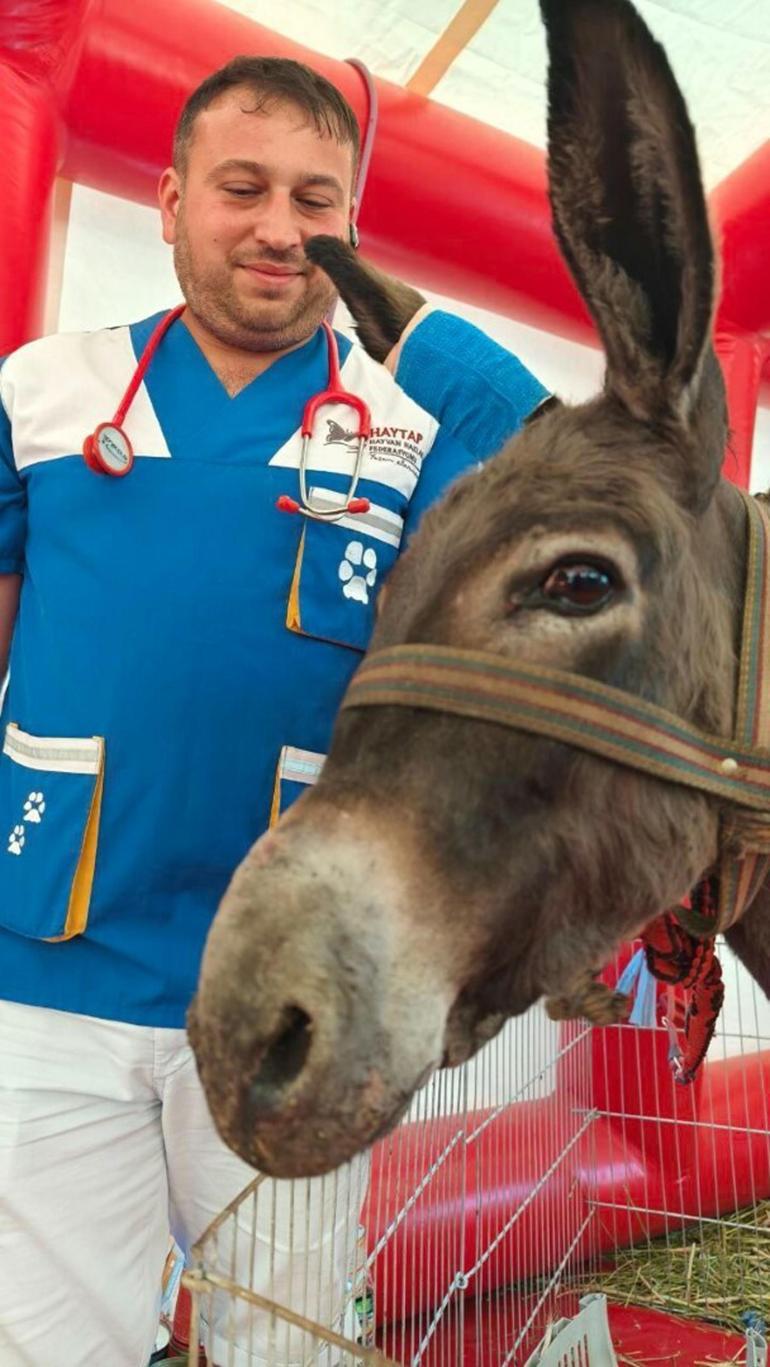 Ödemiş’te küle dönmüş alanın ortasındaki 5 dönüm zeytinlik, yangından etkilenmedi