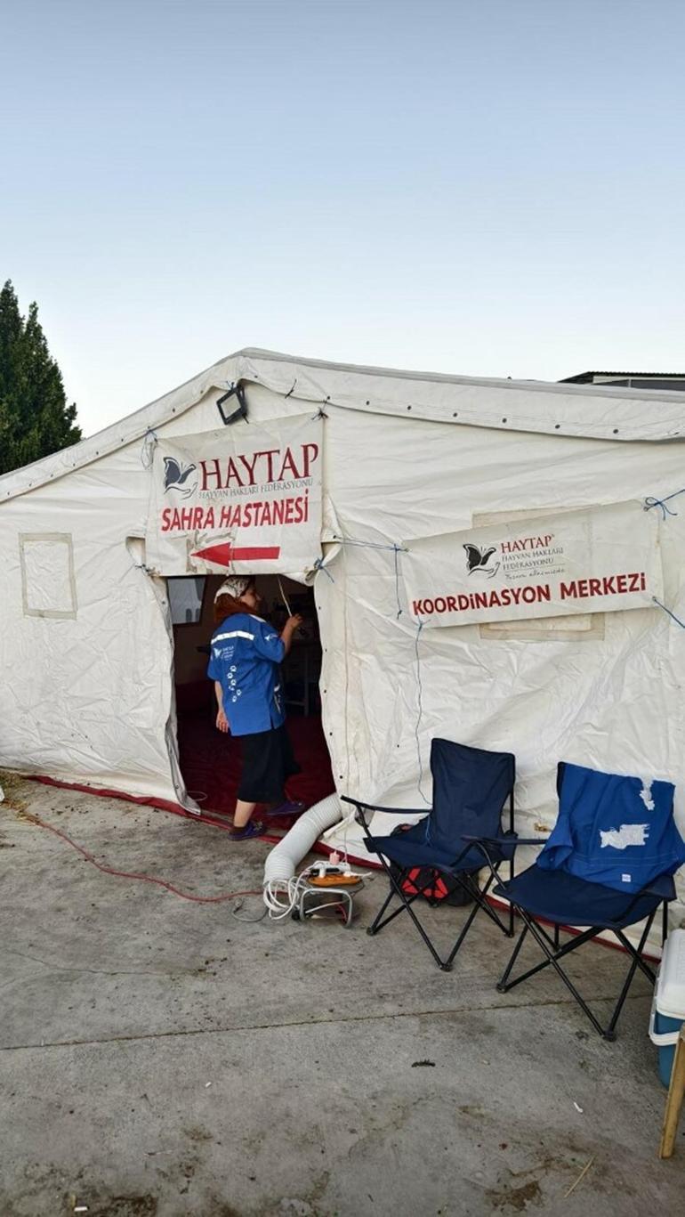 Ödemiş’te küle dönmüş alanın ortasındaki 5 dönüm zeytinlik, yangından etkilenmedi