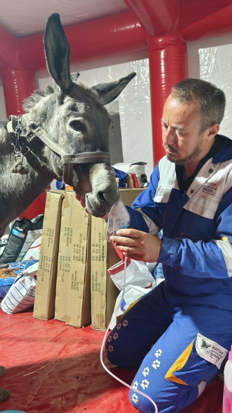 Ödemiş’te küle dönmüş alanın ortasındaki 5 dönüm zeytinlik, yangından etkilenmedi