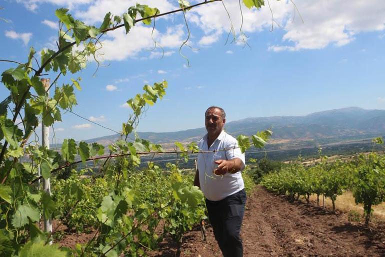 Tokattaki bağlardan 1 ton yaprak çalındı; köylüler nöbete başladı