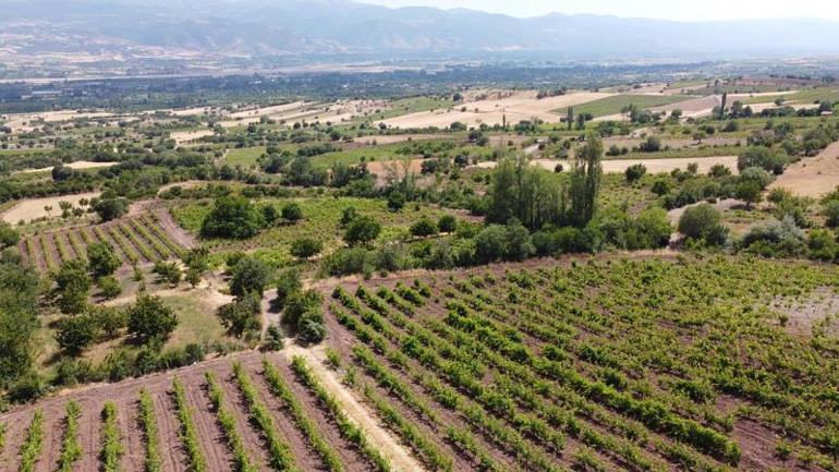 Tokattaki bağlardan 1 ton yaprak çalındı; köylüler nöbete başladı