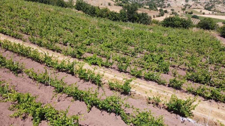 Tokattaki bağlardan 1 ton yaprak çalındı; köylüler nöbete başladı