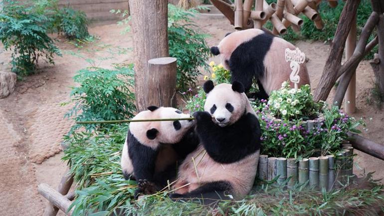 Güney Kore’de ikiz pandaların doğum günü kutlandı