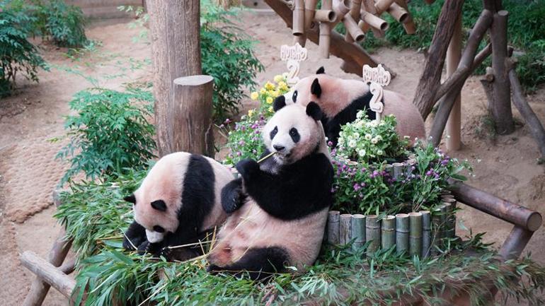 Güney Kore’de ikiz pandaların doğum günü kutlandı