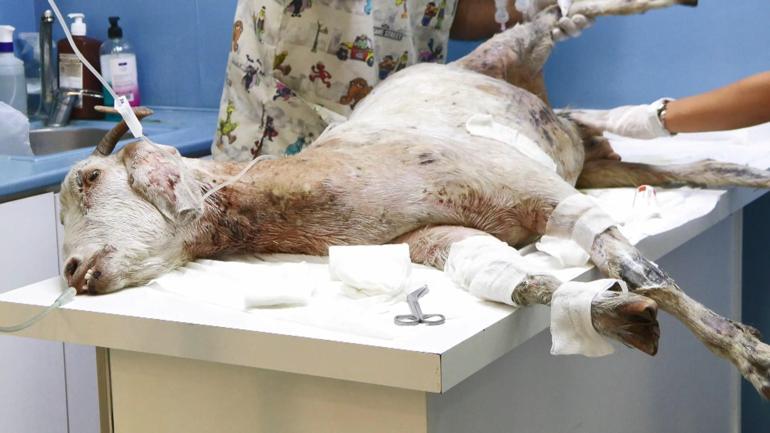 Ödemişte yangından yaralı kurtarılan Melek isimli keçi İstanbulda tedavi ediliyor